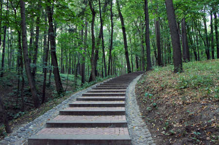 The ladder in wood between trees leaves afar