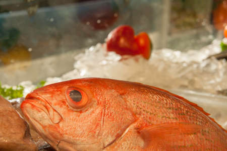 Sad Red Fish