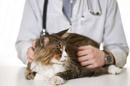 Cat on examination with a doctorの写真素材