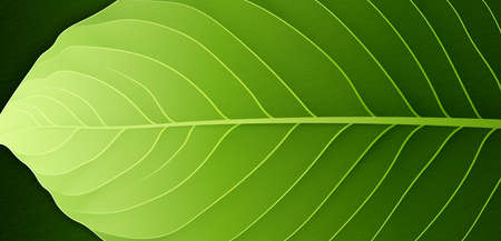 Green leaf texture. Nature background. Bright green leaves graphic design. Suit for cover, backdrop, wallpaper, banner, poster, booklet, flyer. Vector illustrationのイラスト素材