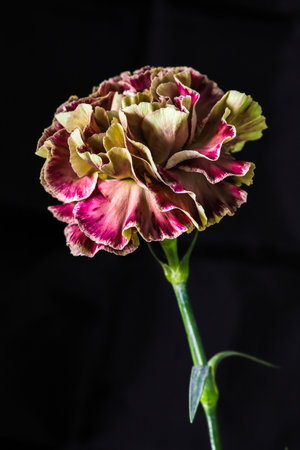 Close up of pink carnation flower isolated on black background, studio shotの写真素材