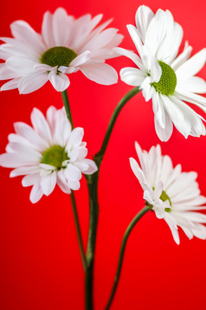 White daisies on a red background. Shallow dof.の写真素材