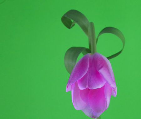Tulip bloom . Arcing toward to you with curled leaves