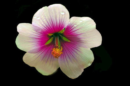 Zebra Mallow frontal view closeupの写真素材