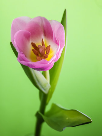 Tulip . View from above . Stamens and stigmaの写真素材