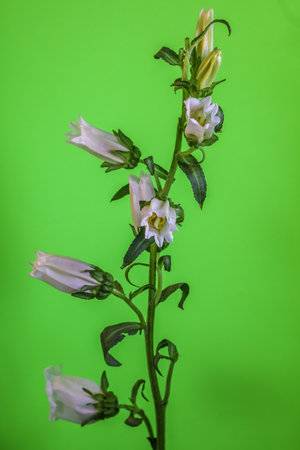Canterbury Bells . Multiple blooms on a single stem . Green backgroundの写真素材