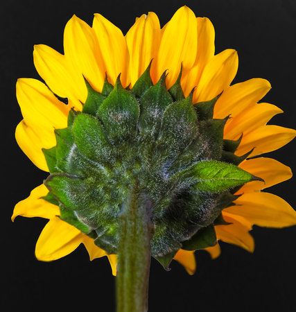 Prairie Sunflower . closeup . View from rearの写真素材