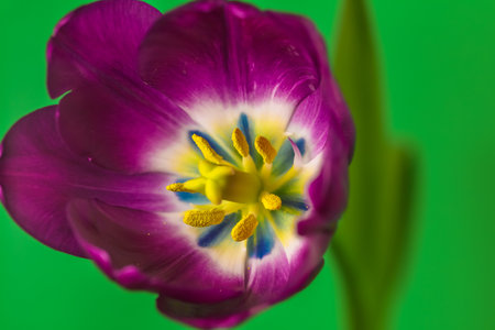 Garden Tulip . overhead close up . Colorful detail at centerの写真素材