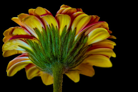 A Barberton daisy . View from under the bloomの写真素材