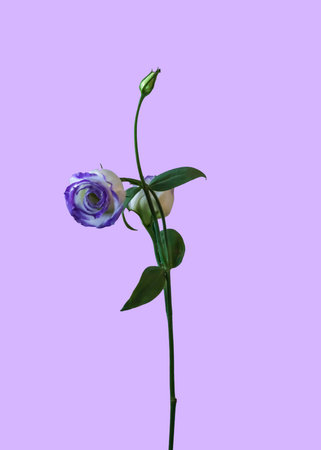 A Catchfly Prairie Gentian . Compact bloom on a slender green stemの写真素材