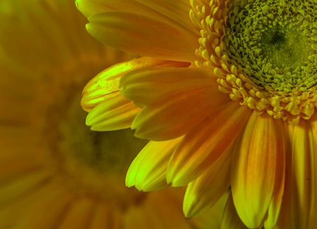 Two Barberton daisies . Layered compositionの写真素材