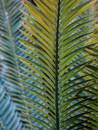 Sago Palm leaves . A composition of parallel vertical and diagonal linesの写真素材