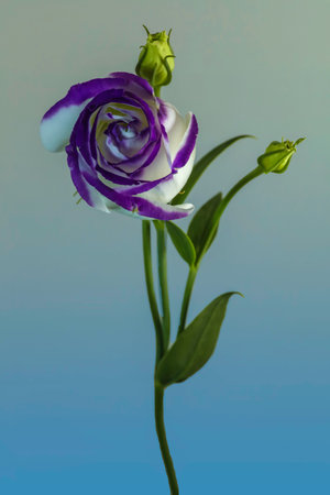 A Catchfly Prairie Gentian . Single forward facing bloomの写真素材
