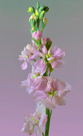 Brompton Stock . Delicate pink bloomsの写真素材