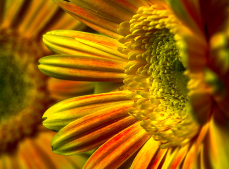 Barberton Daisies . Oblique view of two blooms of two bloomsの写真素材