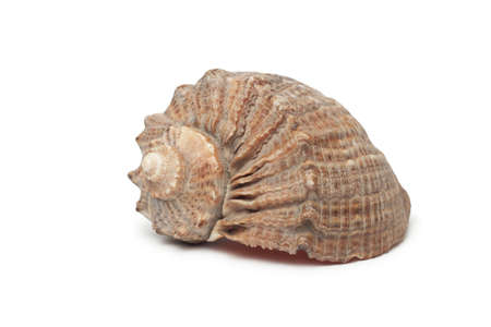 seashell isolated on white background