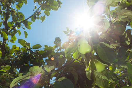 sun rays go through apple tree leafs backgroundの写真素材