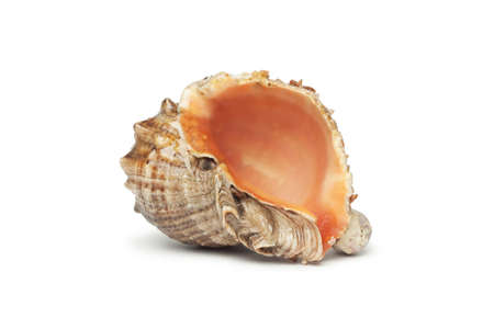 seashell isolated over white
