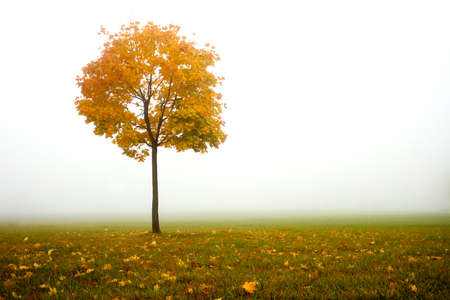 lonely autumn tree and fog