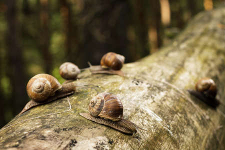 snails on tree stem in forestの写真素材