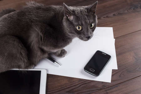 cat on the office table of businessman with tablet computerの写真素材