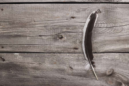 black and white feather on the wooden table backgroundの写真素材