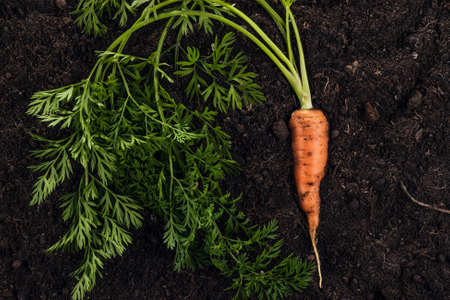 fresh raw carrot on the soil backgroundの写真素材