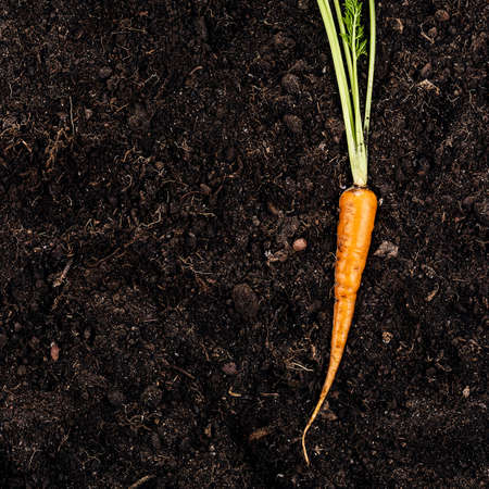 fresh raw carrot on the soil の写真素材