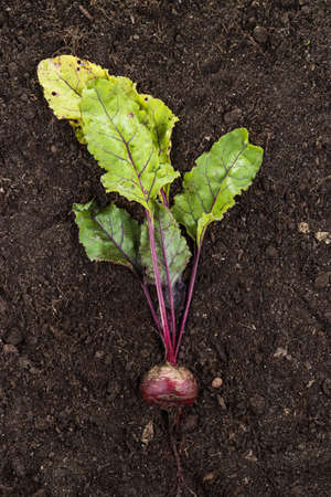 red beet on the soil background with copy spaceの写真素材