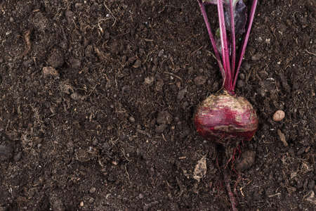 beetroot on the soil background with copy spaceの写真素材