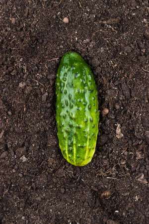 fresh green cucumber on the soil backgroundの写真素材