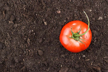 fresh red tomatoes on the soil background with copy spaceの写真素材