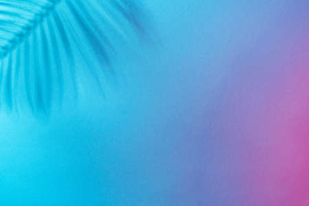 Minimalist flat lay photo of palm tree shadow with copy space. Blue to purple gradient background...