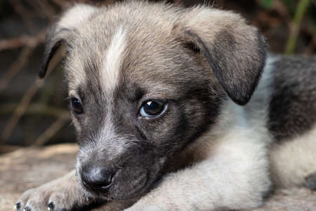A little pooch sits on the street on a stump. Beautiful cute dog aged 2 months, pet.の写真素材