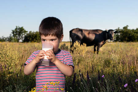A small child boy in a striped bright T-shirt holds and drinks natural cows milk against a black cow in a field. Childrens food, milk in the diet of children, calcium, a full meal.の写真素材