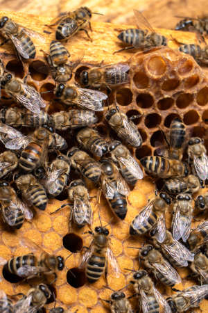 Queen bee. Bee brood on honeycombs. Hatching young bees, pupae, larvae, bee eggs.の写真素材