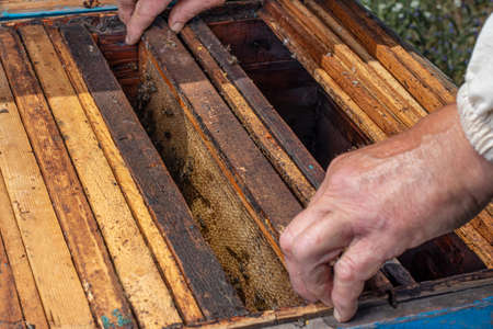 The beekeepers frames and beekeepers hands. Beehives, bees and honey production.の写真素材