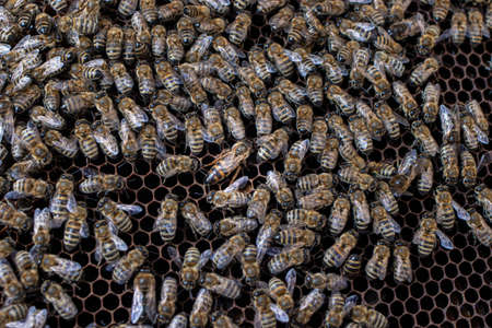 Bees on honeycombs and queen bee. The beekeeper. The hive from the inside, honey.の写真素材