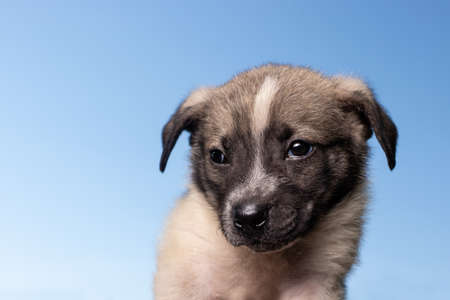 Little very beautiful and cute dog on a blue background against the sky. The pooch is a pet,...