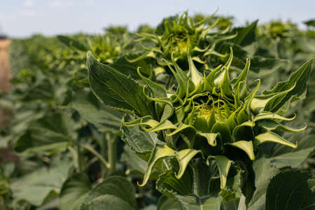 Young Sunflower Plants in the Field, Green Sunflowerの写真素材
