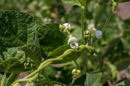 Flowers and green leaves and beans. As the beans grow, the field is bean.の写真素材