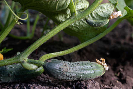 Fresh cucumber on the garden bed and flowers blossom cucumber on the field.の写真素材