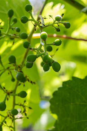 Young immature green grapes, bunches and leaves. Growing a grape plantation. Green background.の写真素材