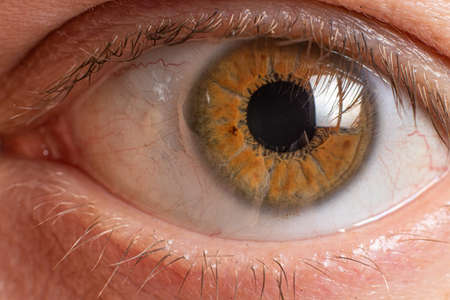 Macro photo of the male eye is brown. Healthy Human Eye.