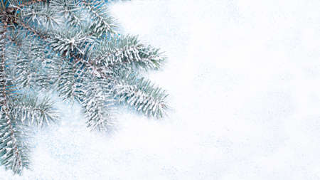 Spruce branch in the snow on a white snow-covered background with a place for copyspace text. New...