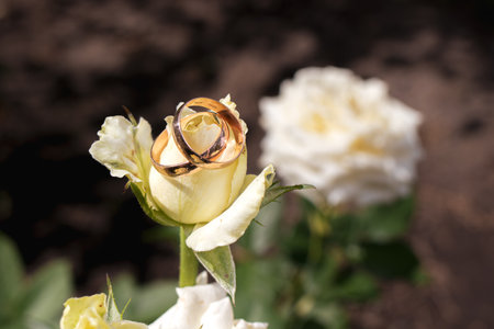 Rings of the bride and groom on a beautiful light rose flower on the wedding day. Wedding traditionsの写真素材