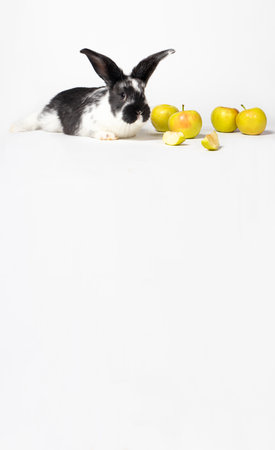 Cute white-black rabbit sitting near apples on a white background. For veterinary clinic, medicine and animal shop. Vertical photo with place for text copy space.の写真素材