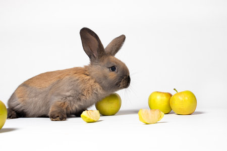 Brown domestic rabbit with apples on a white background with a place for text copy space for postcard or calendar.の写真素材
