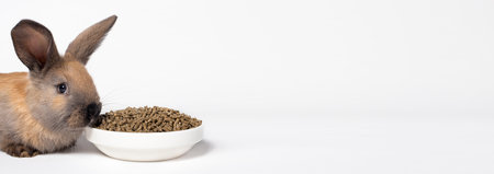 A brown rabbit sits near a plate of compound feed. A balanced diet food for the rabbit. Banner on a white background with a place for text copy spaceの写真素材