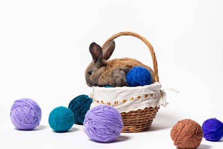 A cute fluffy brown rabbit sits in a basket with tangles of knitting yarn. Beautiful photo for calendar, Easter or postcardの写真素材